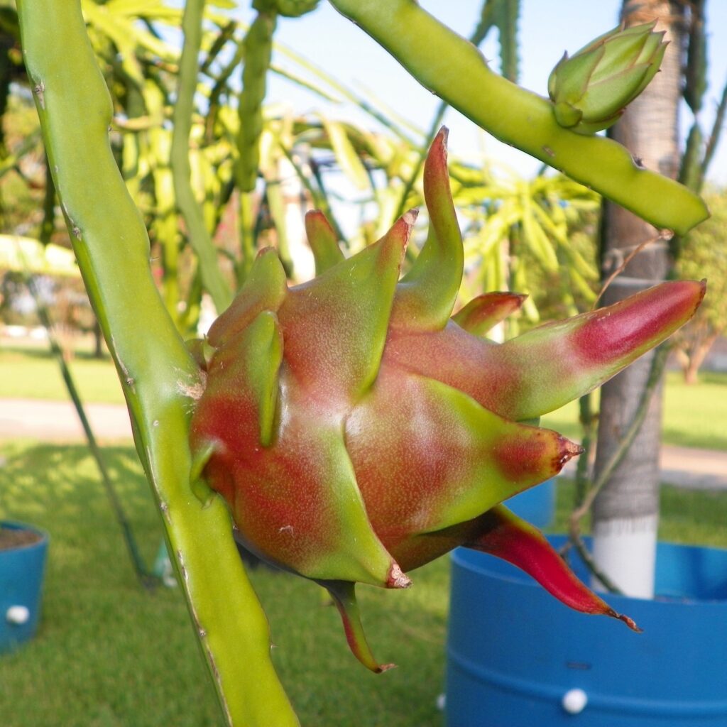 Tallo pitaya cóndor