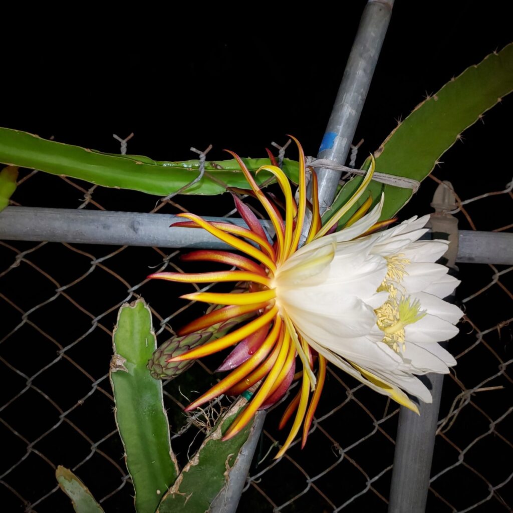 Pitaya grullo flor